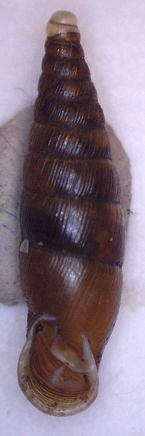 Cochlodina laminata?
